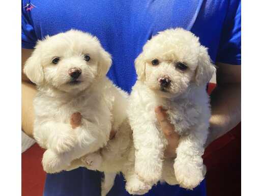 Maltese Terrier,Büyümeyen Sıfır Numara,Oyuncu