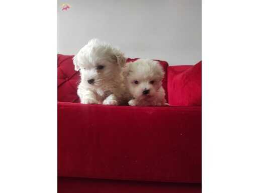 Maltese Terrier,BÜYÜMEYEN OYUNCU YAVRULARIM