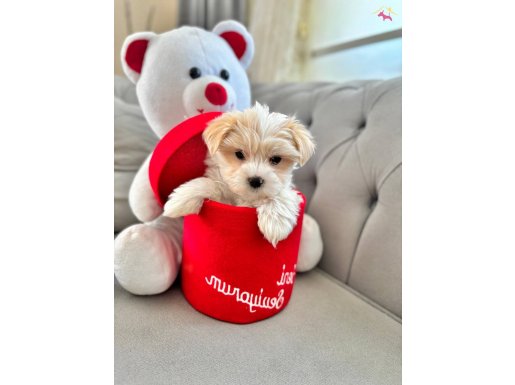 MALTESE TERRİER,SIFIR NUMARA OYUNCU SEVGİ YUMAKLARI