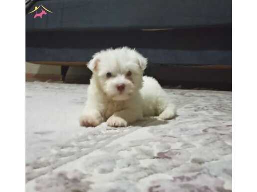 Maltese Terrier Ev Doğumlu,Sıfır Numara Bebeğim