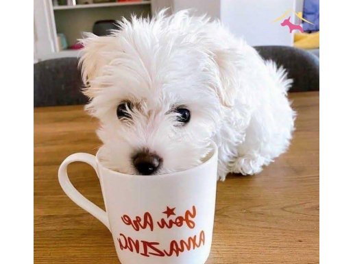 Maltese Terrier Sıfır Numara,Sağlıklı,Neşe Kaynağı 