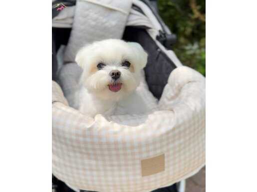 Maltese Terrier Sıfır Numara,Son 2 Yavrum