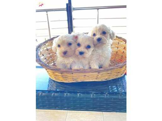 Maltese Terrier Sıfır Numara A Kalite Bebeklerim 