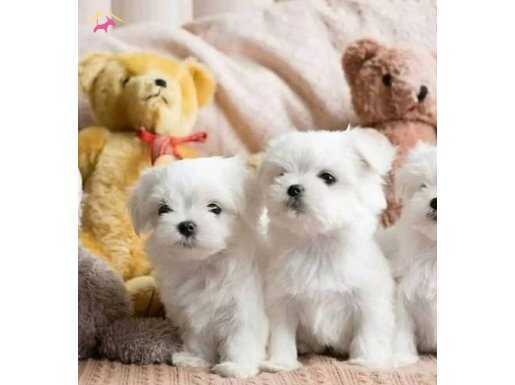 Maltese Terrier XS Ev Doğumlu Büyümeyen Bebeklerim 
