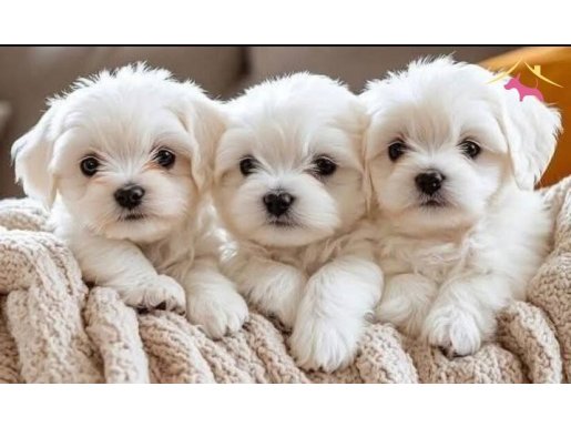 Maltese Terrier XS,Ev Doğumlu,Sağlıklı Yavrularım