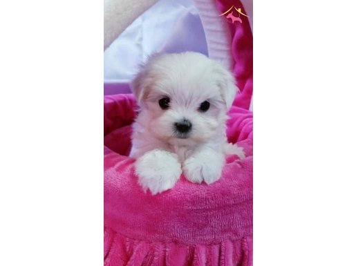 Maltese Terrier XS,Evimizin Minik Neşeleri