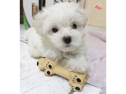 Maltese Terrier AKalite XS TeaCup Bebekler