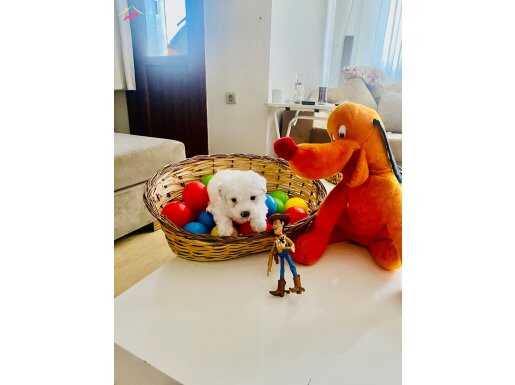 A Kalite Maltipo Sıfır Numara Bebeklerim