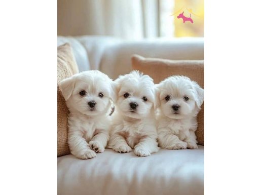 Maltese Terrier XS Ev Doğumlu Minik Yavrularım