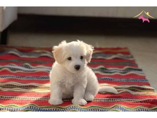 Maltese Terrier XS Ev Doğumlu Bebeklerim