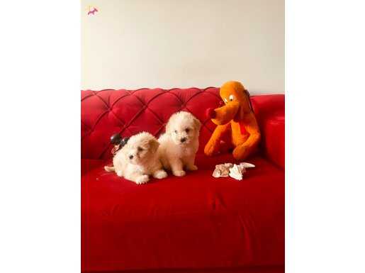 MALTİPO XS EV DOĞUMLU YAVRULARIM 