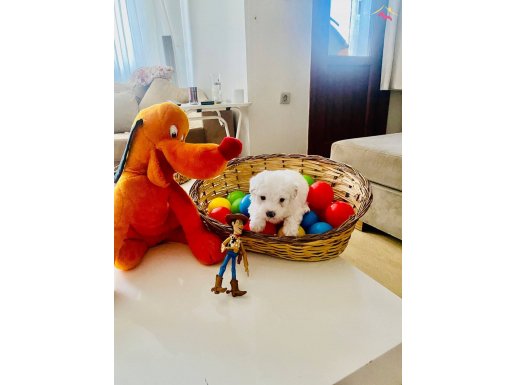 Maltese Terrier Sıfır Numara Ev Doğumlu Bebeklerim 