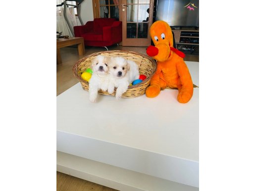 Maltipo XS Evimin Büyümeyen Minik Patileri