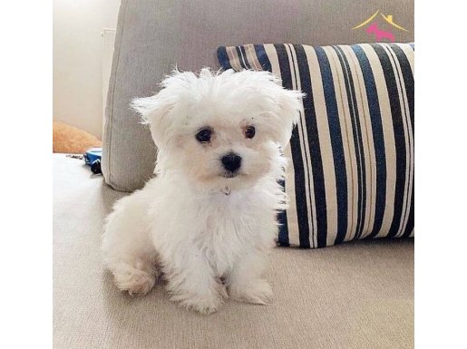 Maltipo XS Evimin Büyümeyen Patileri