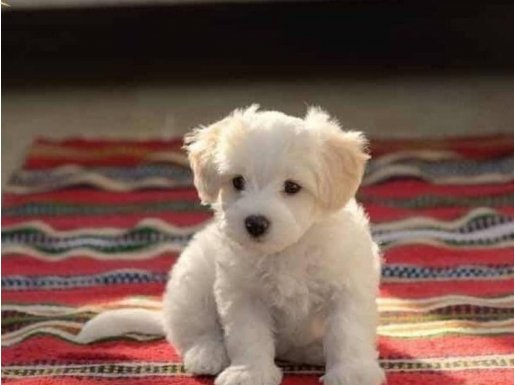 MALTESE TERRİER XS EVİMİN BÜYÜMEYEN PATİLERİ