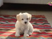Maltese Terrier Sıfır Numara,Ev Doğumlu Yavrularım 