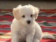 Maltese Terrier XS A Kalite Ev Doğumlu Bebeklerim