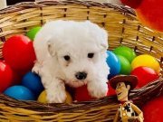 A Kalite Maltipo Sıfır Numara Bebeklerim