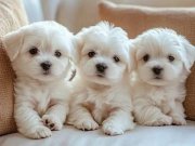 Maltese Terrier XS Ev Doğumlu Minik Yavrularım