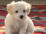 MALTESE TERRİER SIFIR NUMARA EV DOĞUMLU BEBEKLERİM 