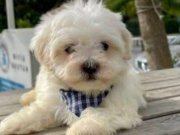 MALTESE TERRİER SIFIR NUMARA EV DOĞUMLU BEBEKLERİM 