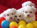 Maltese Terrier 