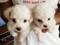 Maltese Terrier Ev doğumlu bebekler