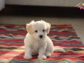 Maltese Terrier Sıfır Numara,Evimin Neşesi