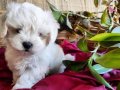 Maltese Terrier Evümün Bğyümeyen,Sıfır Numara Neşeleri 