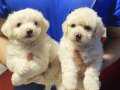 Maltese Terrier,Büyümeyen Sıfır Numara,Oyuncu