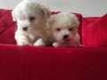 Maltese Terrier,BÜYÜMEYEN OYUNCU YAVRULARIM