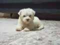 Maltese Terrier Ev Doğumlu,Sıfır Numara Bebeğim