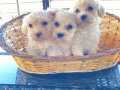 Maltese Terrier Sıfır Numara A Kalite Bebeklerim 