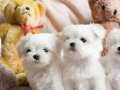 Maltese Terrier XS Ev Doğumlu Büyümeyen Bebeklerim 