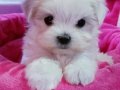 Maltese Terrier XS,Evimizin Minik Neşeleri