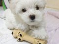 Maltese Terrier AKalite XS TeaCup Bebekler