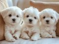 Maltese Terrier XS Ev Doğumlu Minik Yavrularım