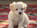 Maltese Terrier XS Ev Doğumlu Bebeklerim