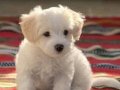 MALTESE TERRİER XS EV DOĞUMLU BEBEKLERİM 