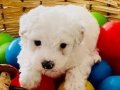 Maltese Terrier Sıfır Numara Ev Doğumlu Bebeklerim 
