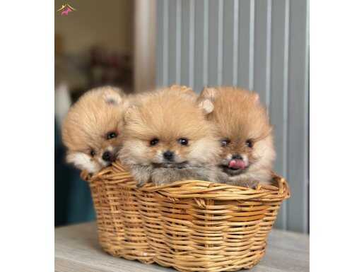 SHOW CLASS POMERANİAN BOO BEBEKLER