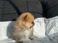 SHOW KALİTE SAFKAN POMERANİAN BOO