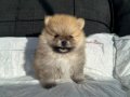 SHOW KALİTE SAFKAN POMERANİAN BOO