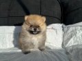 SHOW KALİTE SAFKAN POMERANİAN BOO
