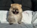 SHOW KALİTE SAFKAN POMERANİAN BOO