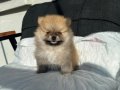 SHOW KALİTE SAFKAN POMERANİAN BOO
