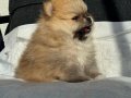 SHOW KALİTE SAFKAN POMERANİAN BOO