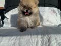 SHOW KALİTE SAFKAN POMERANİAN BOO
