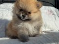 SHOW KALİTE SAFKAN POMERANİAN BOO