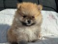 SHOW KALİTE SAFKAN POMERANİAN BOO